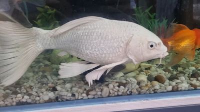 Sotiladi yoki barter bor