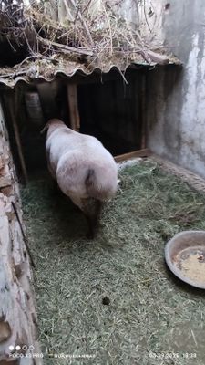 Кучкор сотилади зотдор
