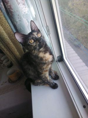 ОТДАМ КОТЕНКА. КОШЕЧКА 4 МЕСЯЦА.