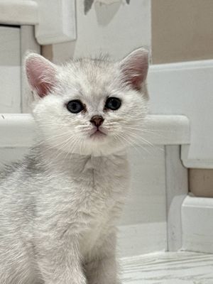 Серебристый шиншилла