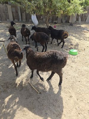 Qoy sotiladi. Qo'zi
