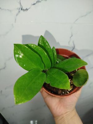 Замиакулкас деткаси