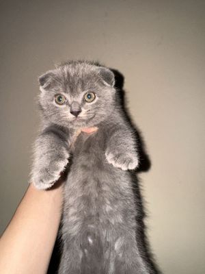 чистокровные бритиш фолд котята