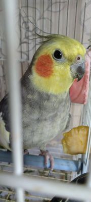 Totiqush 2 ta er xotin