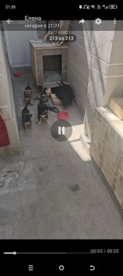Щенки отдам в хорошие руки