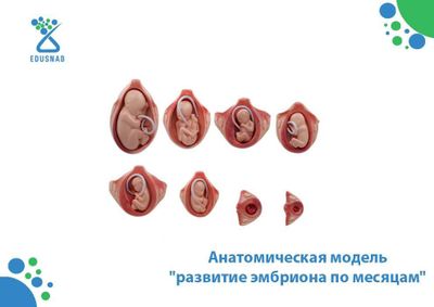 Анатомическая модель "развитие эмбриона по месяцам"