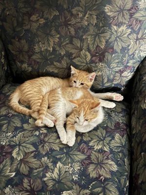 Отдам даром 2 котят