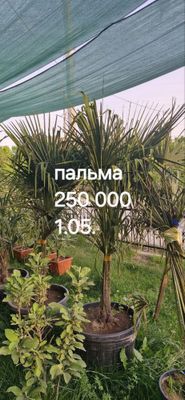 Пальма Дарахт сотилвотти арзон