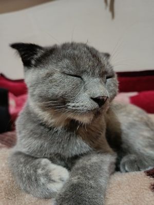 Scottish fold zotli mushuk