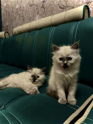 Мушу сотилади скоттиш