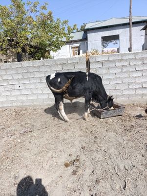 Hukkiz sotiladi bir yarim yoshli