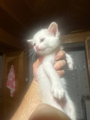 Котята турецкой Ангоры
