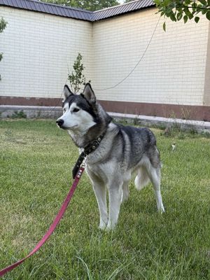 Сибирская Хаски
