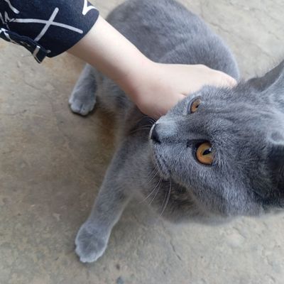 Продам кота порода скотиш страйт