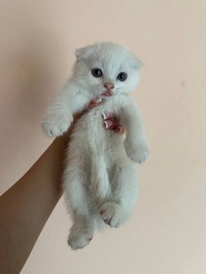 Продаются котята вислоухие породы.