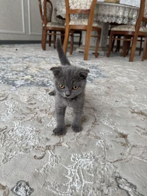 Scottish Fold sotiladi