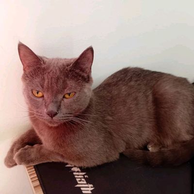 Скотиш фолд сотилади