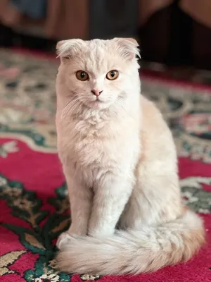 Scottish fold qiz 5oylik