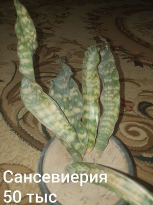 Цветы сансевиерия