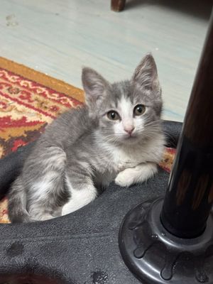 Котята в хорошие руки (срочно)