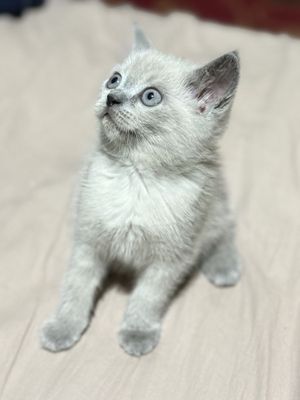 котятам 2 месяца кушают самостоятельно