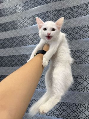 Mushukcha sotiladi!!! zotdor