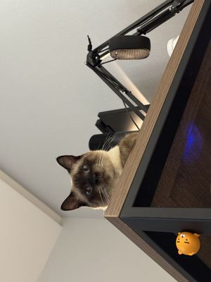 Сиамский кот для вязки