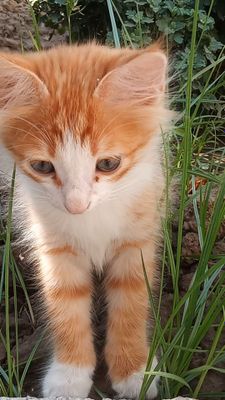 Мушукча котёнок