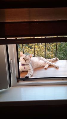 Кошка породистая