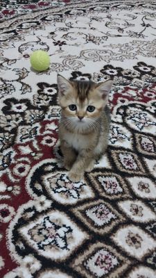 СРОЧНО продаётся шотланский котенок.Цена договорная