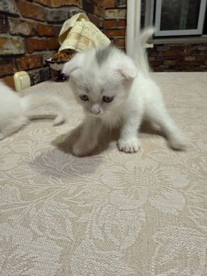Scottish fold и straight
