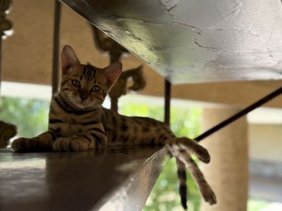 Чистакровый бенгальский кот