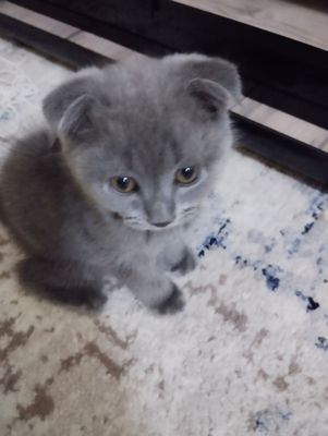 Котёнок 3 месяца