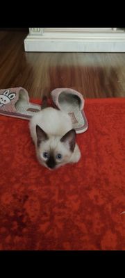 Сиамский котенок