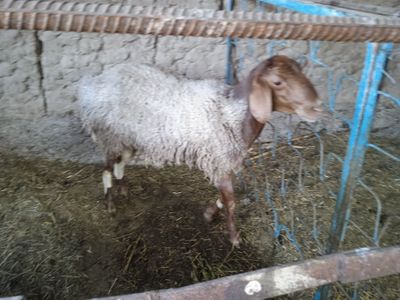 Qochqor sotiladi
