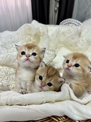 Золотой шиншилла котята