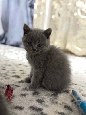 Продаю котенка в Самарканде