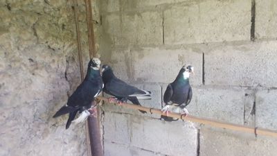 Кабутарлар жуфт тайор ишлаяткан