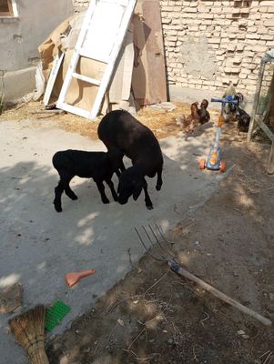 Ona bola qazoqi qõy sotiladi birinchi qorin tuğushi qazoqi qõy