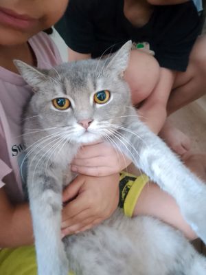 кошка