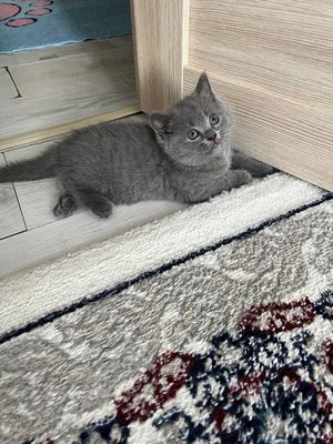 Продаются Шотландские котята Девочки и Мальчики
