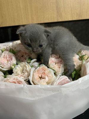 Продаются котенки