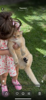 Продается чистокровная Шиншила