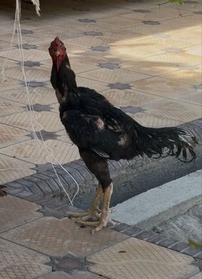 xoroz sotila katta xoroz