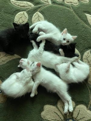 Котята домашние