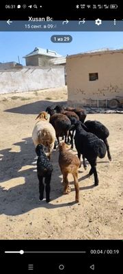Qòy qòchqor 80/-85kg 2 ta  ona bolla qoy bozoz qoy