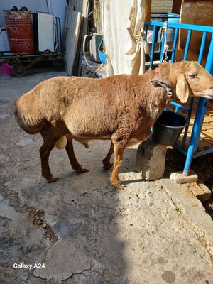 Arashan zotli qõy sotiladi