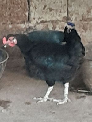 3 ta xonaki tovuq