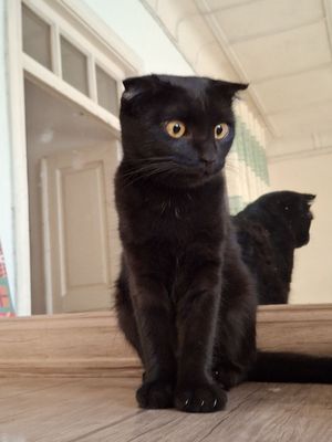 Кошка , Шотланд вислоухо