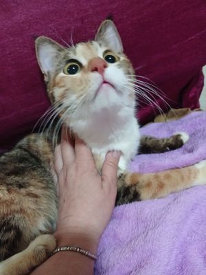 Подарю кошку для счастья